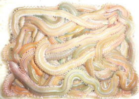 $B$O$J$>$ND`6qE9!!@D<XCn!!B@$a(B