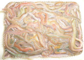 $B$O$J$>$ND`6qE9!!@D<XCn!!:Y$a(B