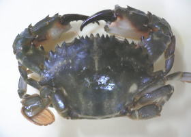 $B$O$J$>$ND`6qE9!!%?%3MQNdE`%+%K(B